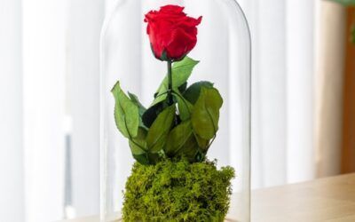 🌹 Rosa Eterna: Qué es, Cómo se Hace y Por Qué Es el Regalo Perfecto