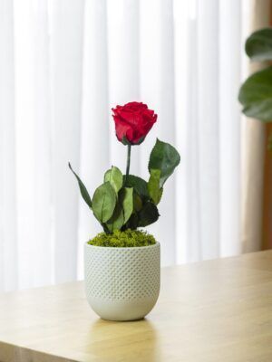 Rosas eternas 4 Rosa Eterna Mint