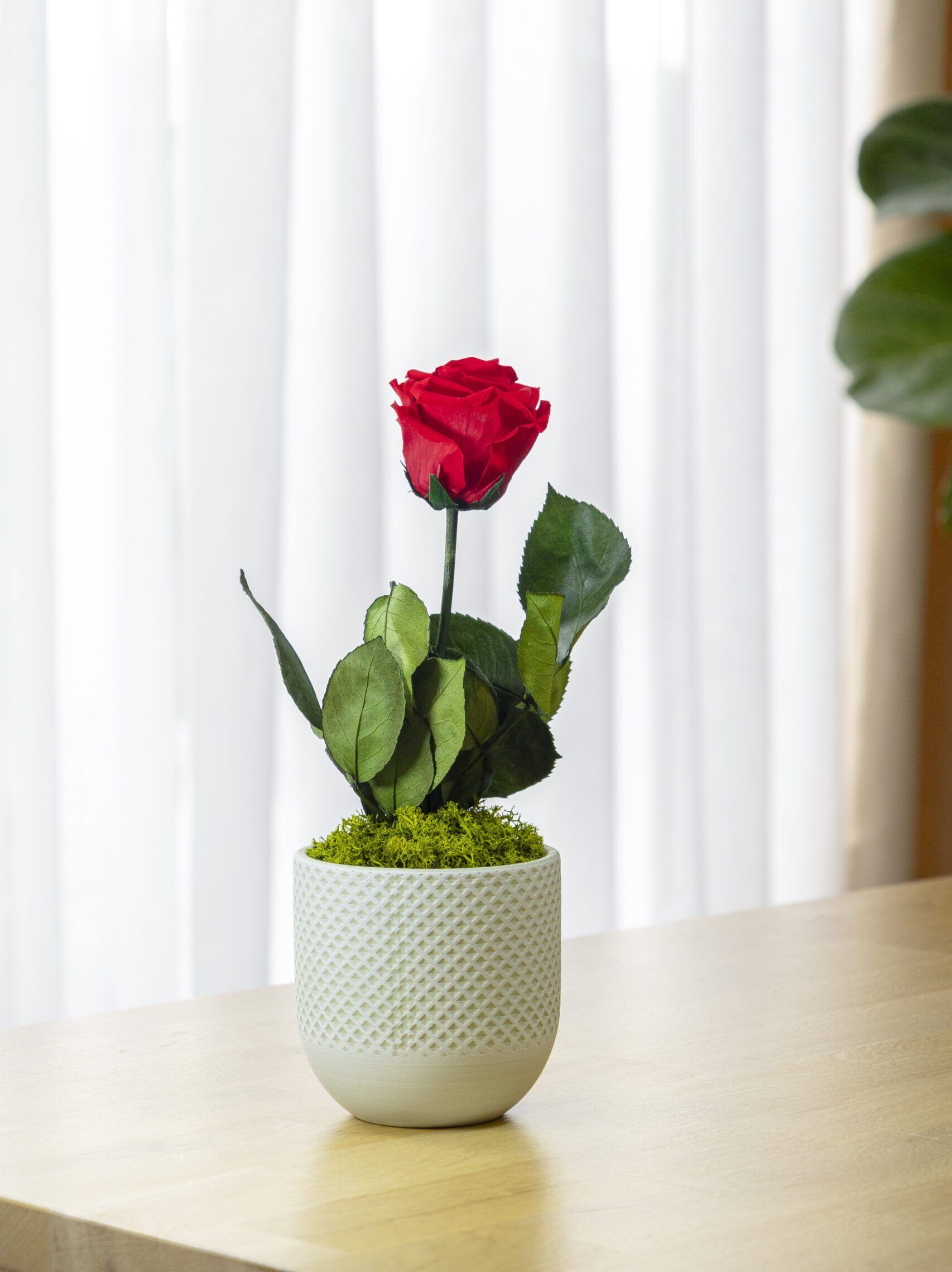 Rosa Eterna Mint decoracion hogar scaled e1726390342930