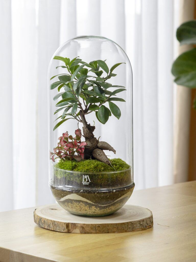¿Qué es un terrario eterno y como funciona? 1 Terrario Eterno Hana en base de madera rustica scaled e1726356553671