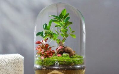 LA MEJOR TIENDA DE JARDINES ETERNOS Y KOKEDAMAS EN MADRID