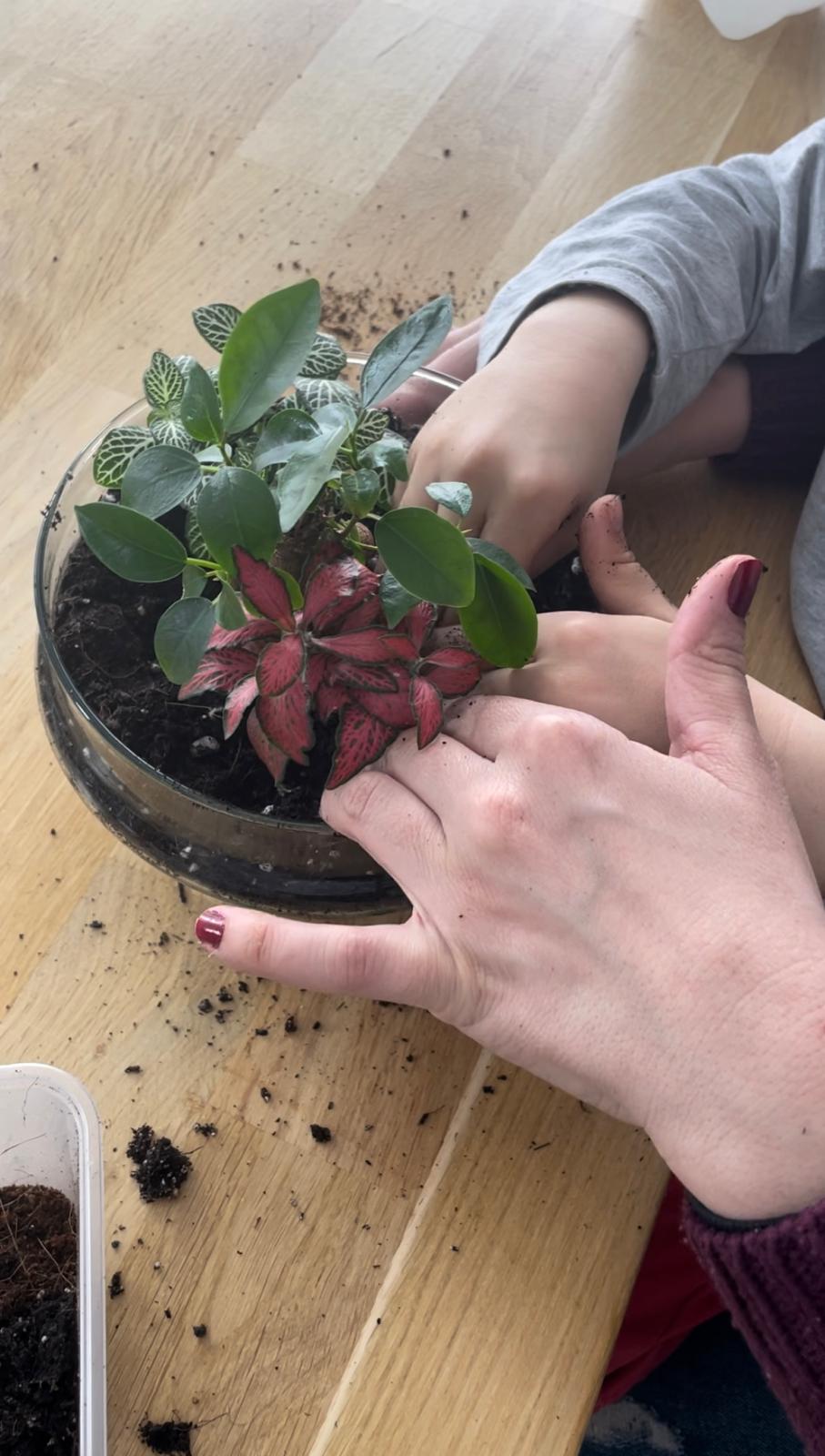 Crea tu propio terrario eterno