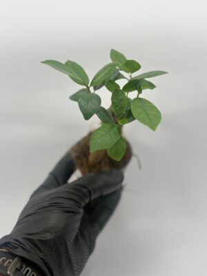 Ficus Ginseng Microcarpa