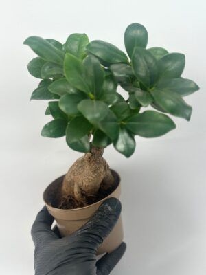 Ficus ginseng microcarpa maceta de 10 cm