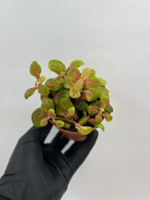 Fittonia bubble green