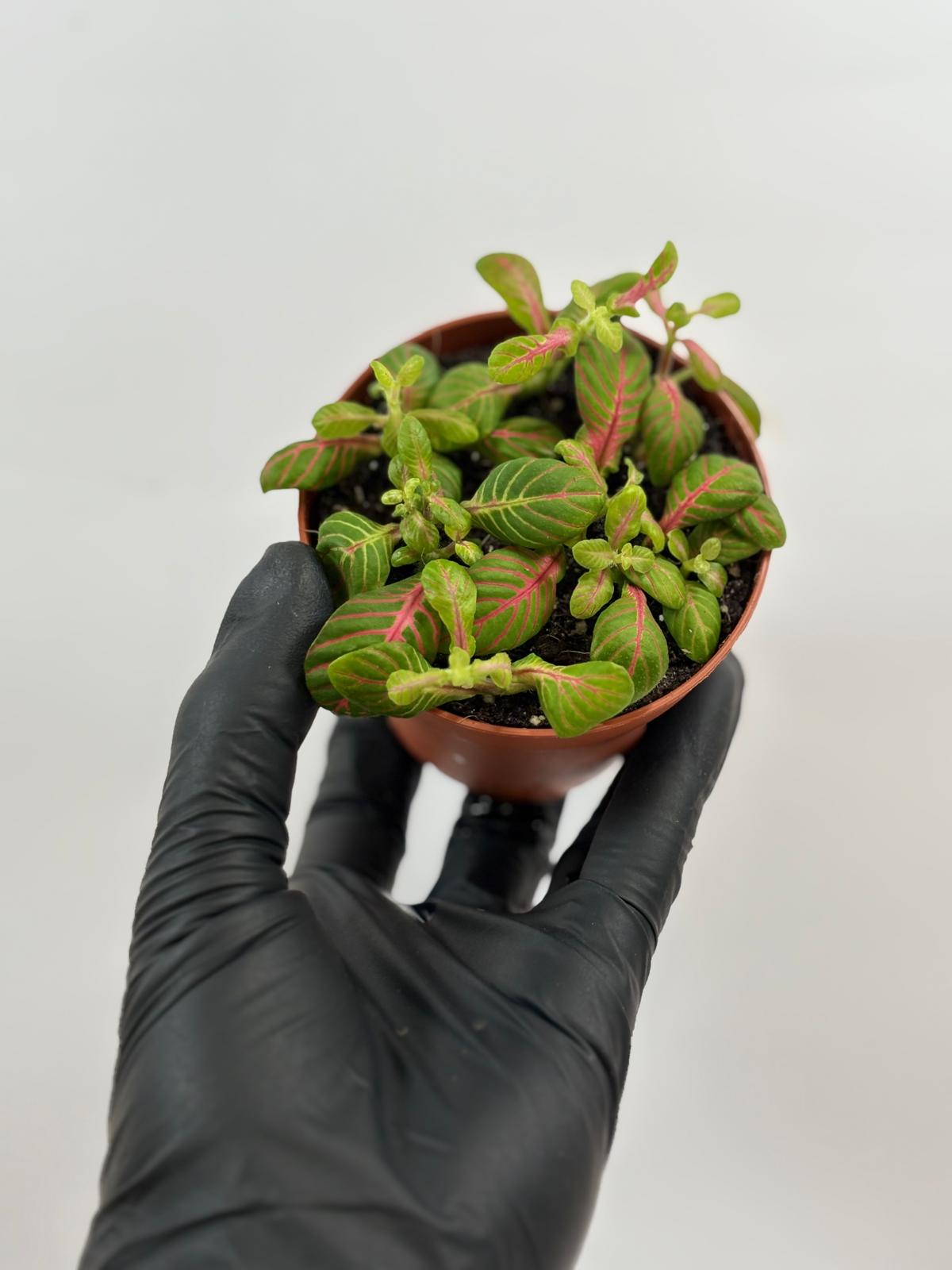 Fittonia Verde Bubble Green 5 Fittonia Verde Bubble Green - Imagen 5