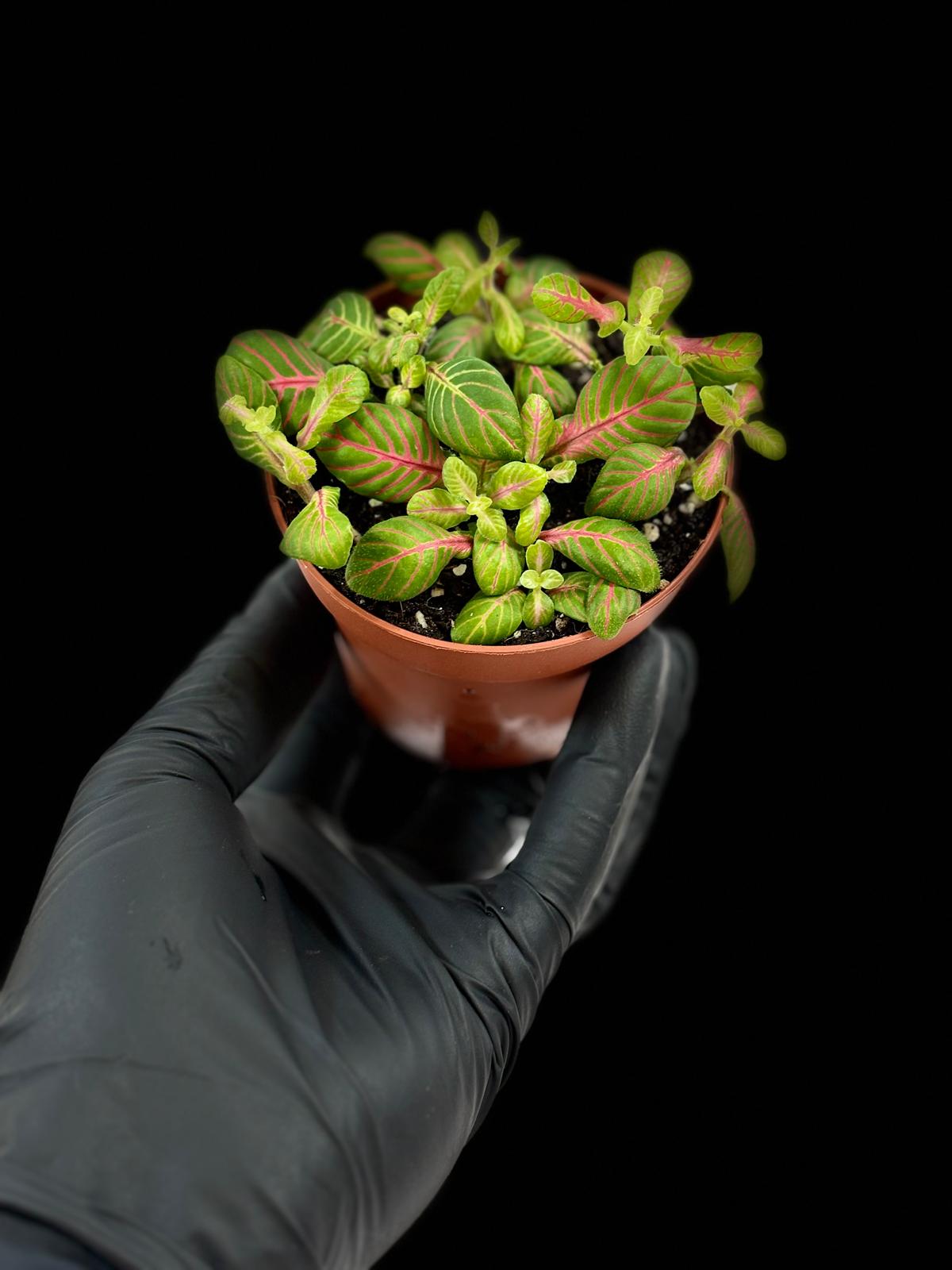 Fittonia Verde Bubble Green 3 Fittonia Verde Bubble Green - Imagen 3