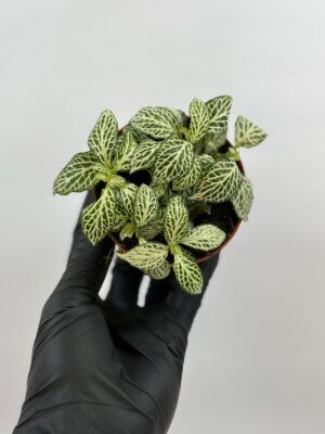 Fittonia Mini Whisper Verde/Blanco