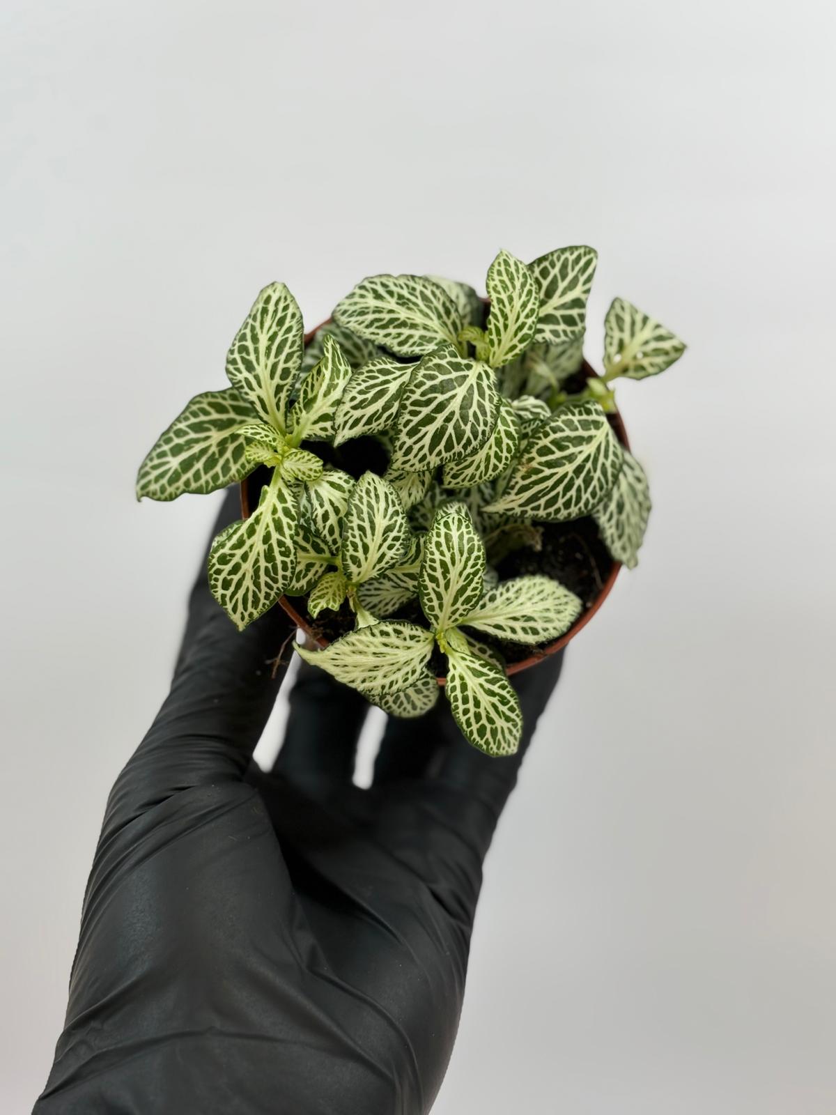 Fittonia Verde/Blanco Mini Whisper 1 Fittonia Mini Whisper Verde/Blanco