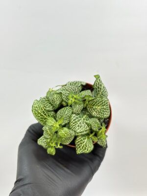 Fittonia Mosaic Marble Green