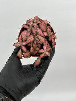 Fittonia Mosaic Pink Forest Flame