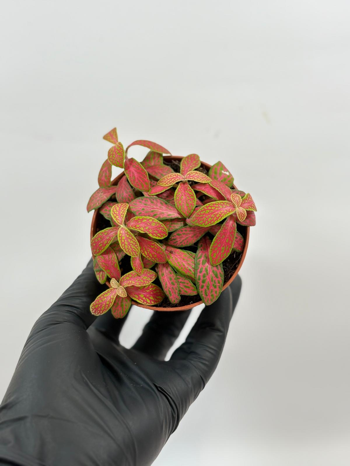 Fittonia Mosaic Skeleton 4 Fittonia Mosaic Skeleton - Imagen 4