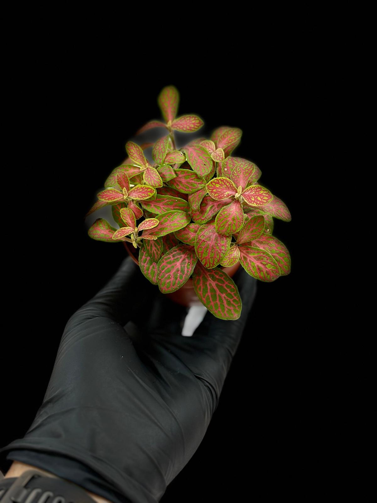 Fittonia Mosaic Skeleton 3 Fittonia Mosaic Skeleton - Imagen 3