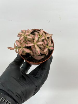 Fittonia Pink White