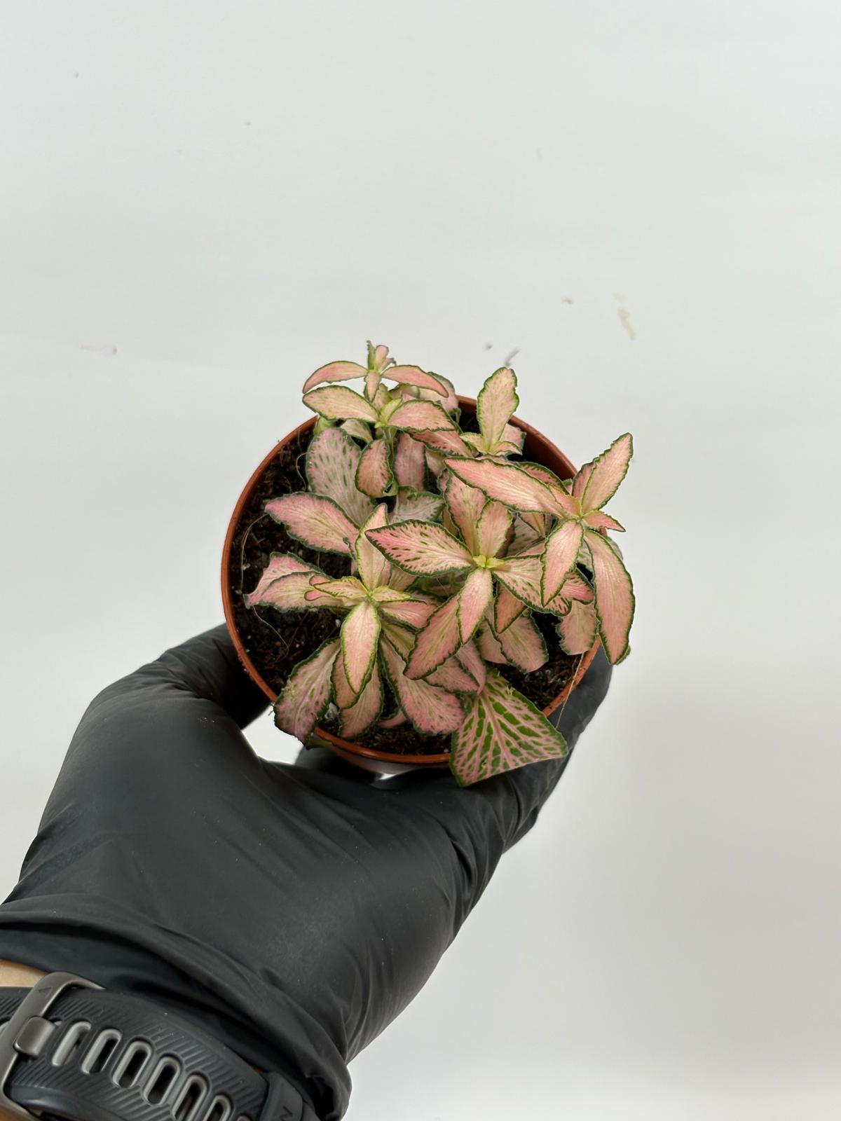 Fittonia Pink White 4 Fittonia Pink White - Imagen 4