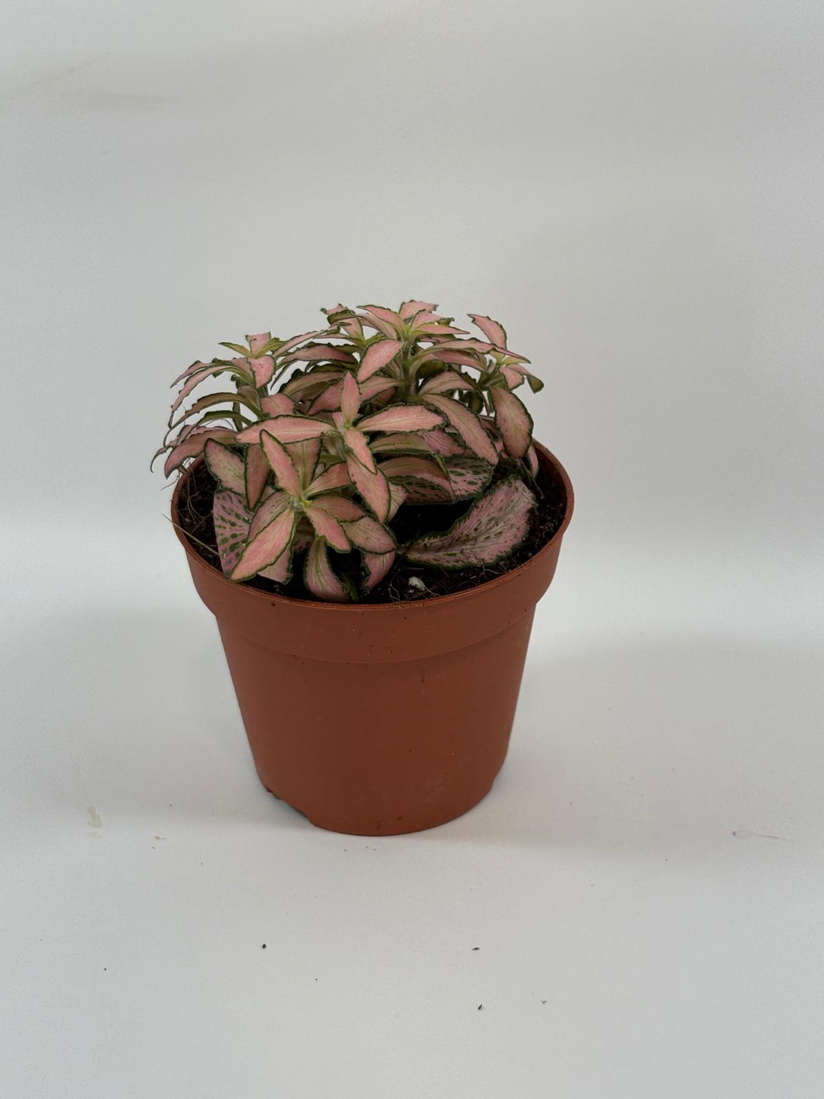 Fittonia Pink White 5 Fittonia Pink White - Imagen 5