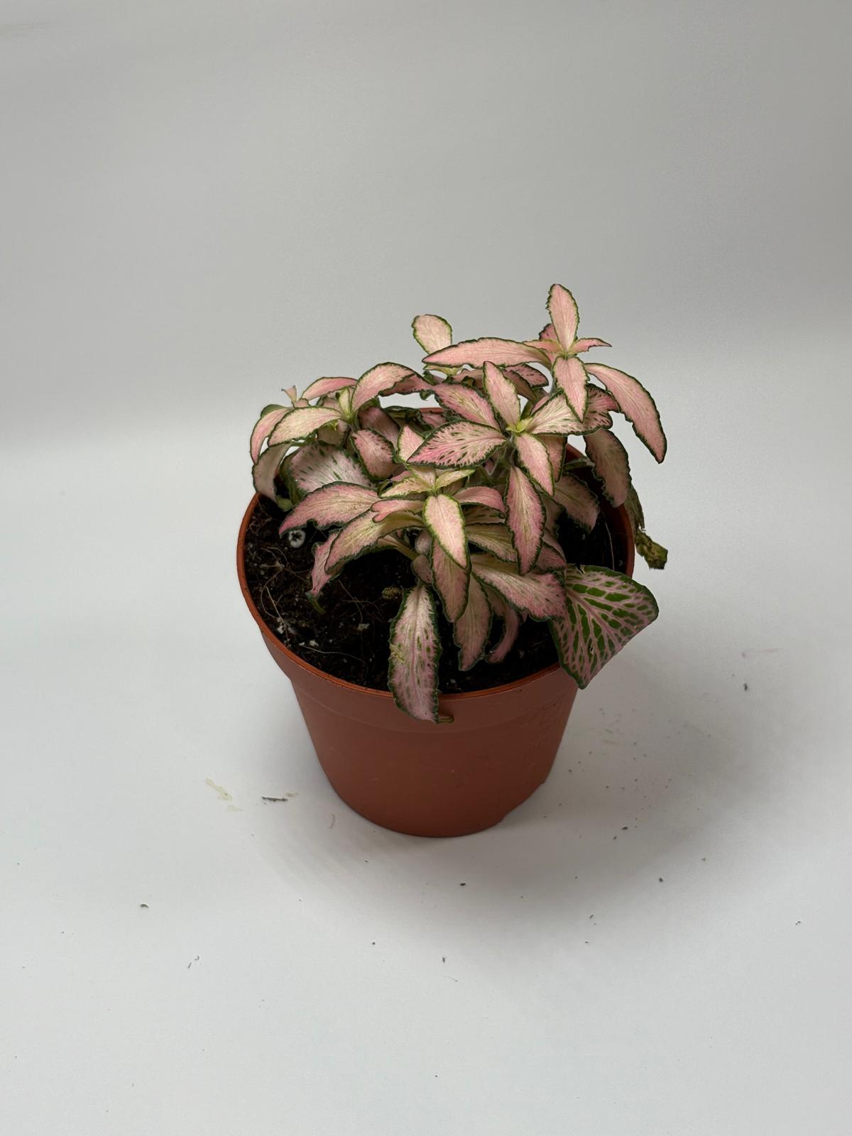 Fittonia Pink White 6 Fittonia Pink White - Imagen 6