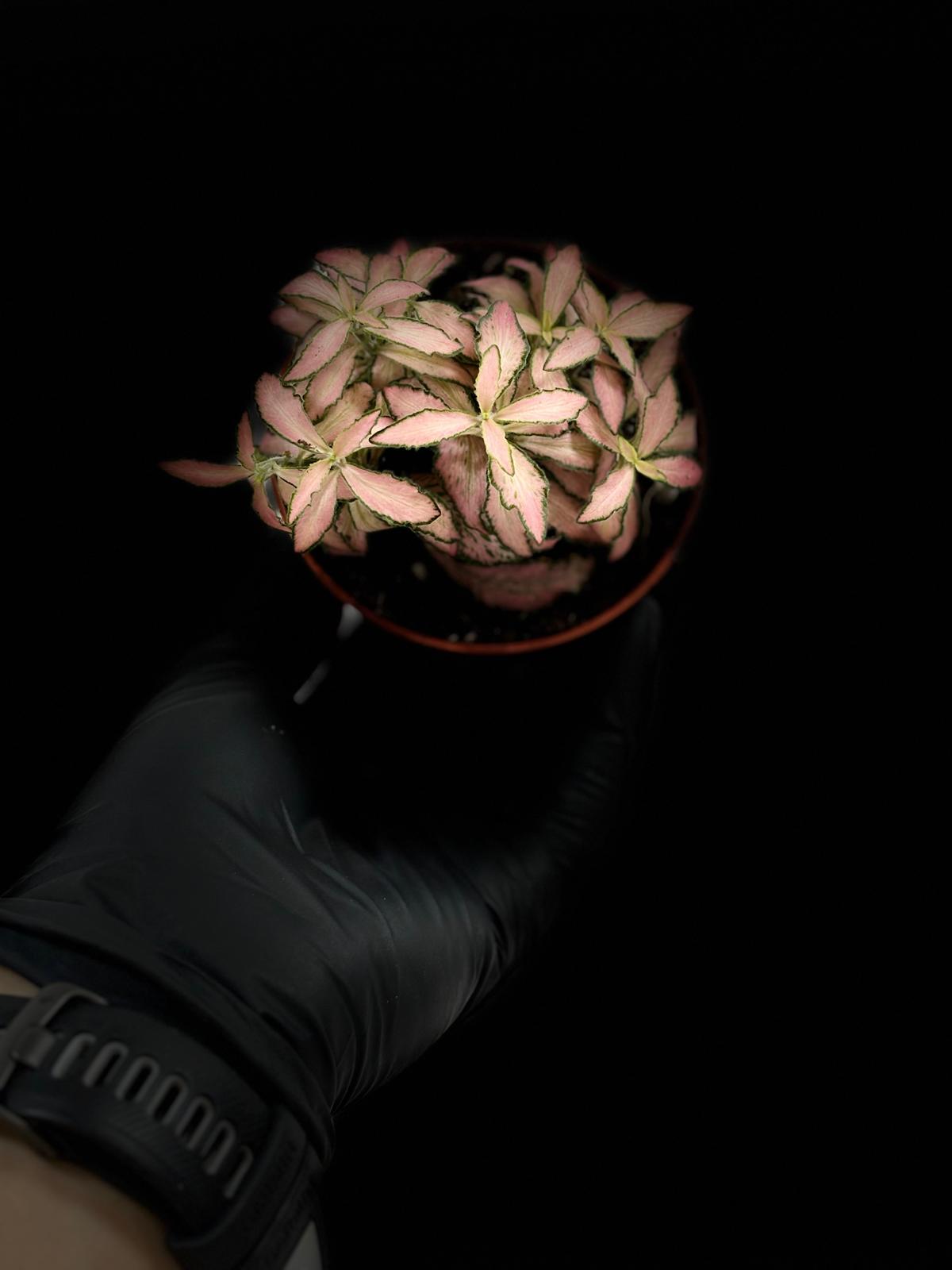 Fittonia Pink White 2 Fittonia Pink White - Imagen 2