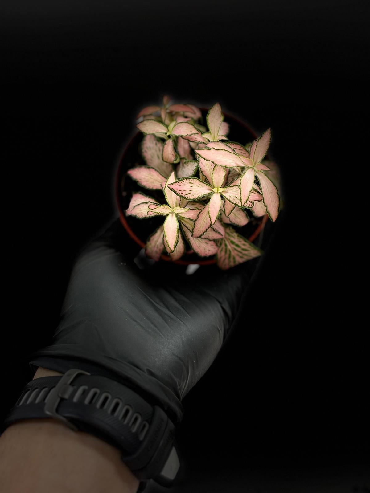 Fittonia Pink White 3 Fittonia Pink White - Imagen 3