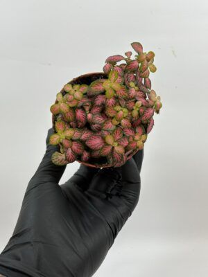 Fittonia Verschaffeltii 'Mini Pink'