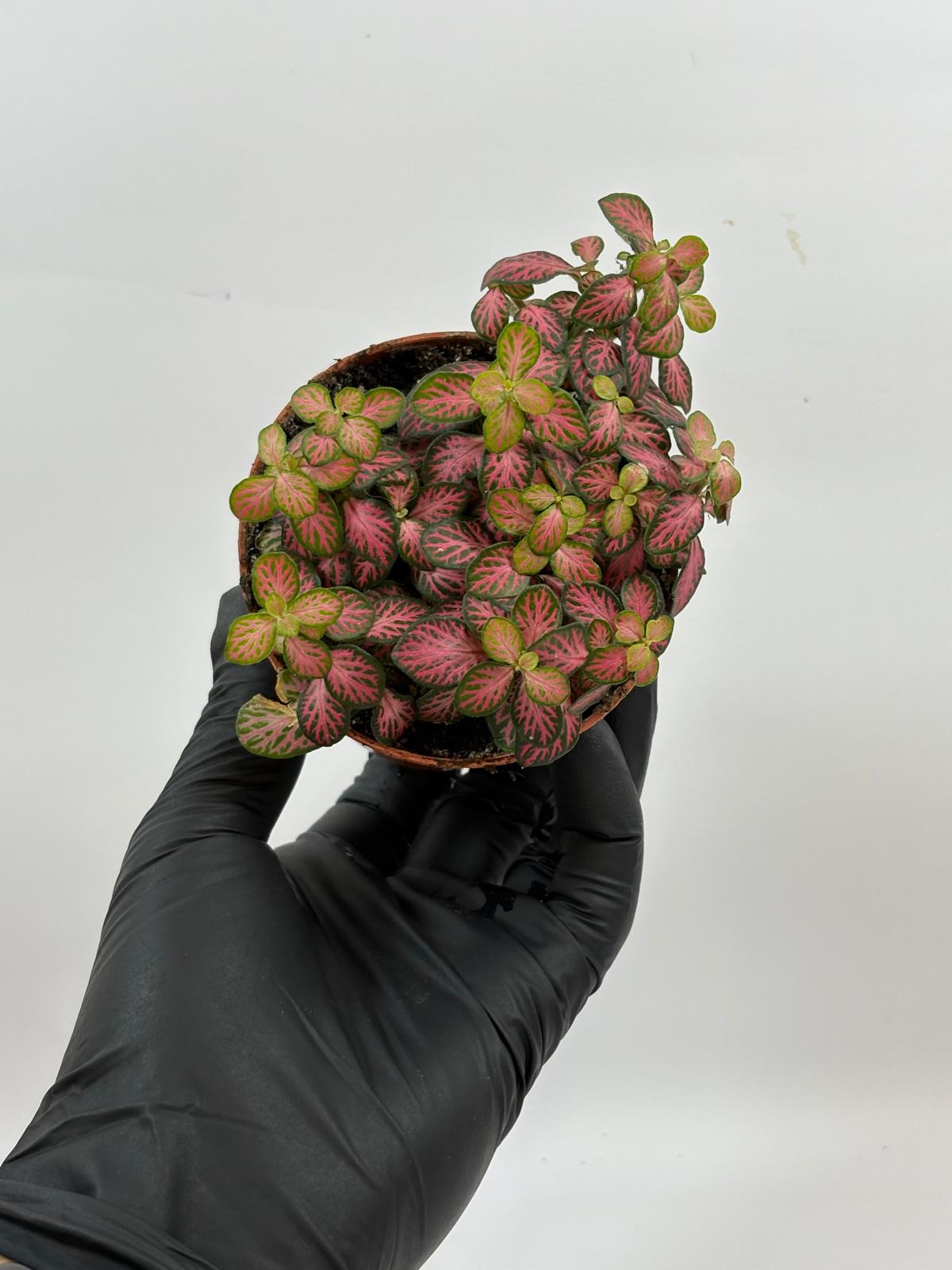 Fittonia verschaffeltii 'Mini Pink' 1 Fittonia Verschaffeltii 'Mini Pink'