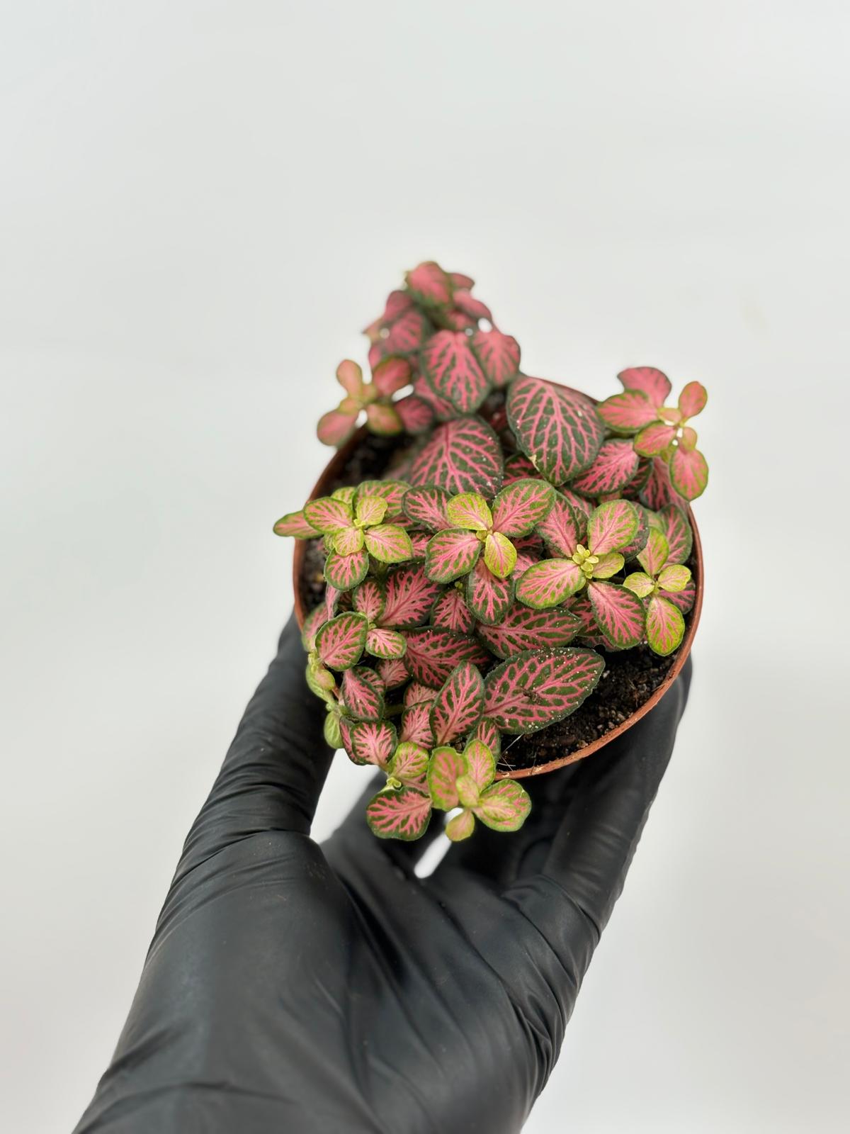Fittonia verschaffeltii 'Mini Pink' 4 Fittonia verschaffeltii 'Mini Pink' - Imagen 4