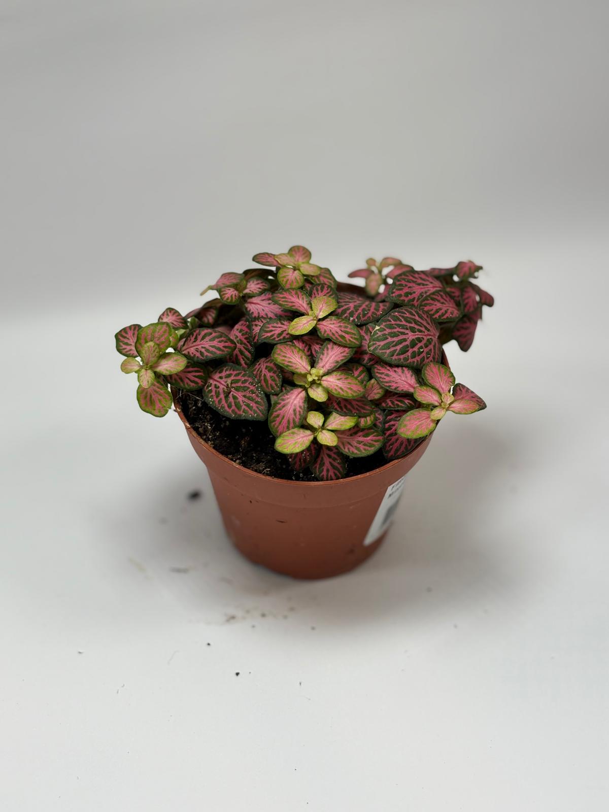 Fittonia verschaffeltii 'Mini Pink' 5 Fittonia verschaffeltii 'Mini Pink' - Imagen 5