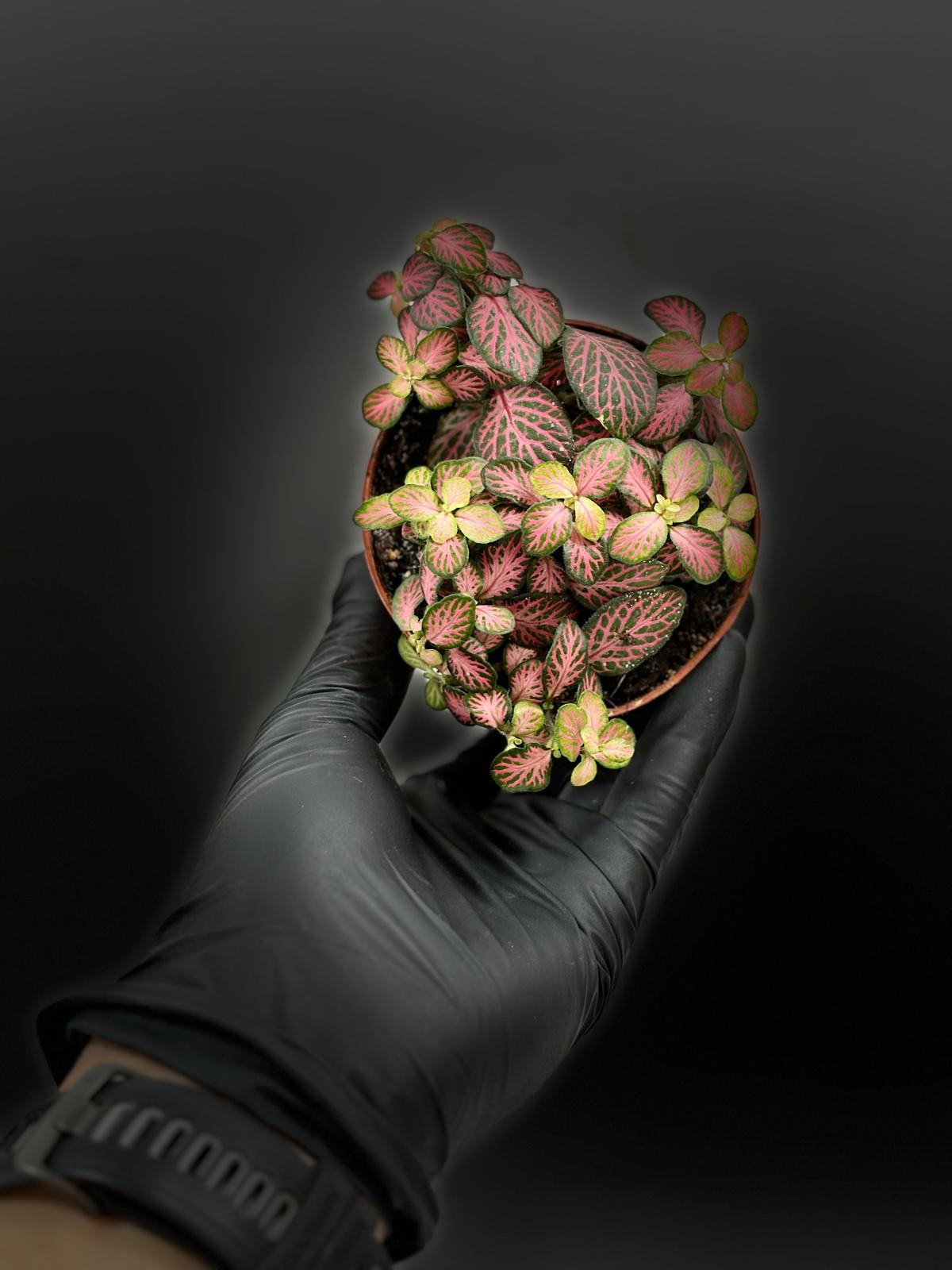 Fittonia verschaffeltii 'Mini Pink' 3 Fittonia verschaffeltii 'Mini Pink' - Imagen 3