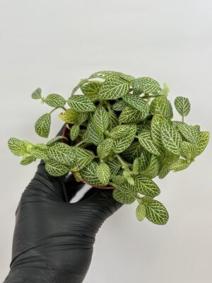Fittonia verde mini wit