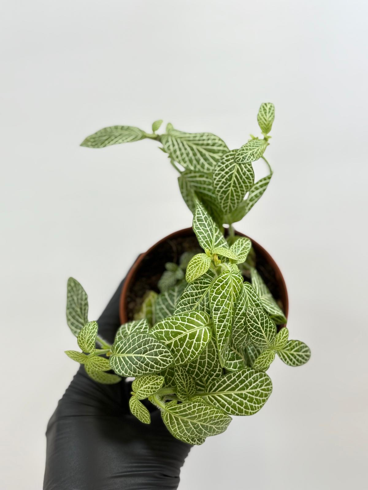 Fittonia Verde Mini Wit 4 Fittonia Verde Mini Wit - Imagen 4