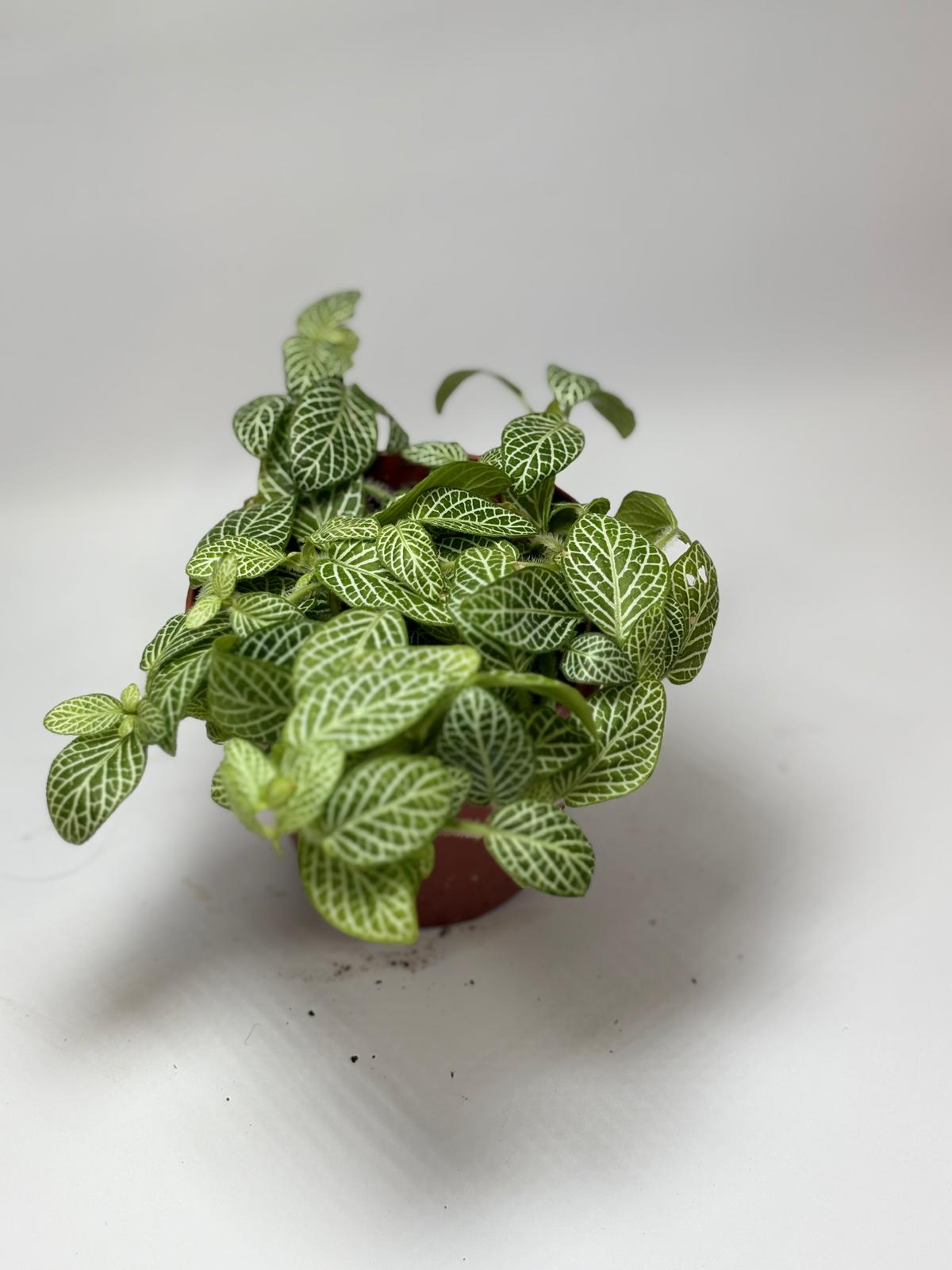 Fittonia Verde Mini Wit 5 Fittonia Verde Mini Wit - Imagen 5