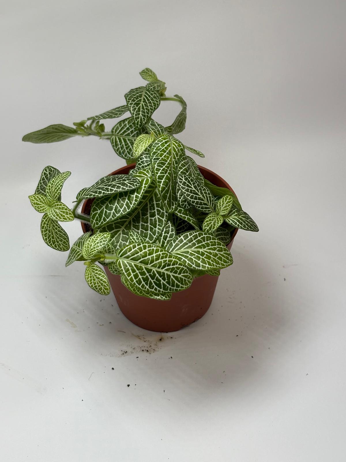 Fittonia Verde Mini Wit 6 Fittonia Verde Mini Wit - Imagen 6
