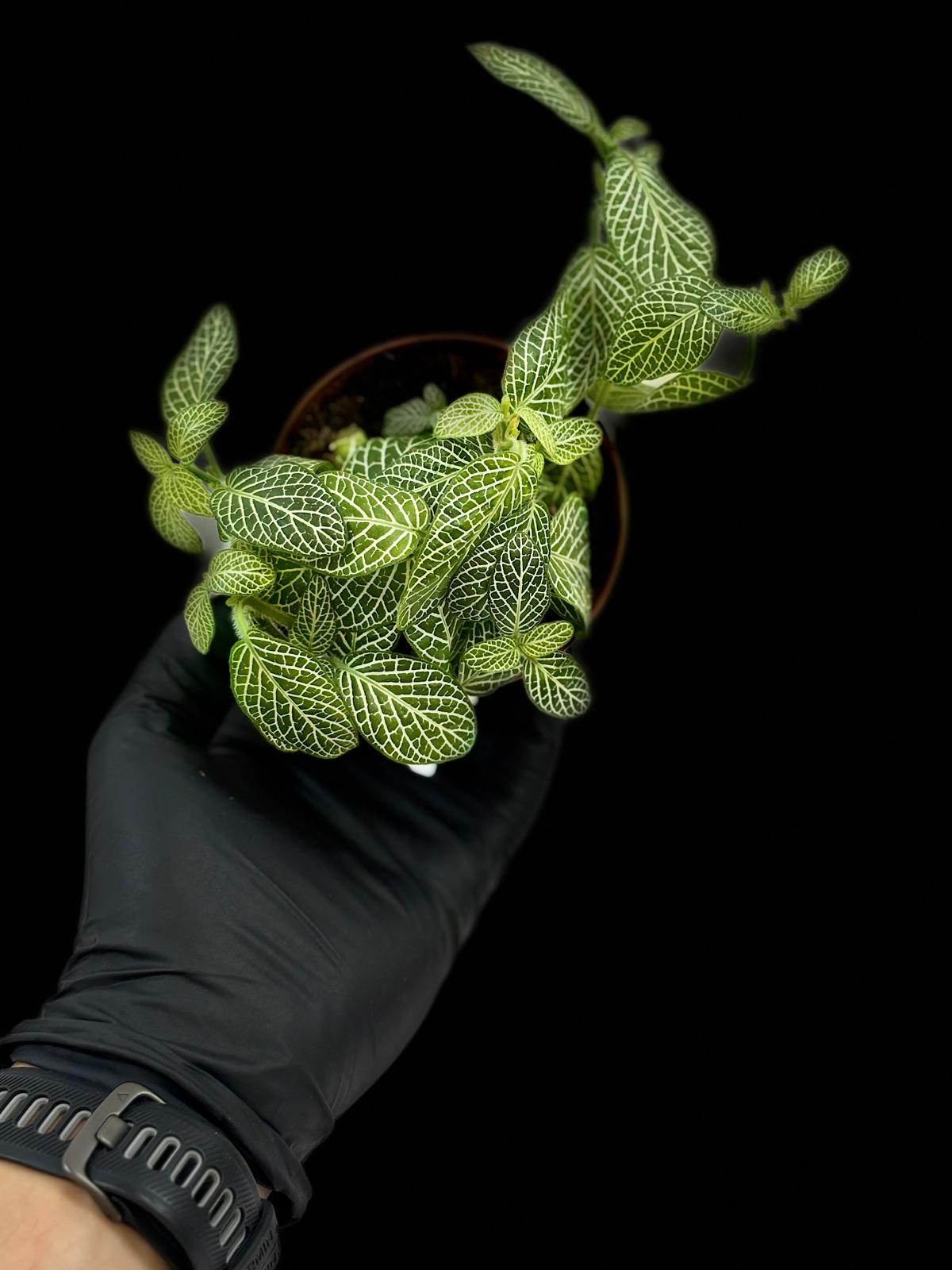 Fittonia Verde Mini Wit 3 Fittonia Verde Mini Wit - Imagen 3
