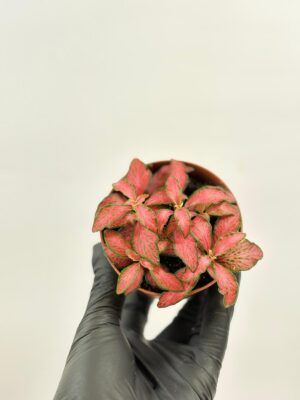Fittonia verschaffeltii Red Star