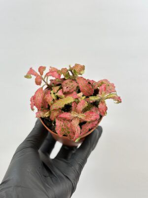 Fittonia verschaffeltii ´Forest Flame´