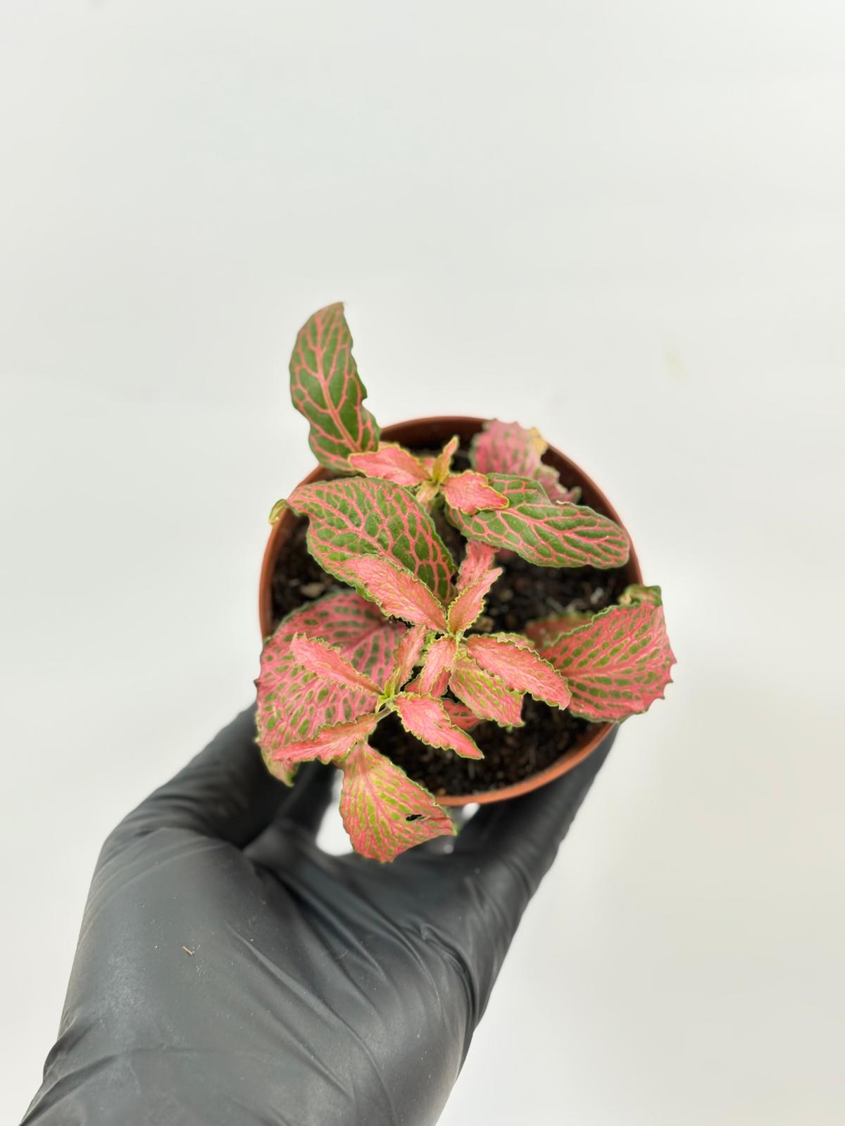 Fittonia verschaffeltii 'Forest Flame' 2 Fittonia verschaffeltii 'Forest Flame' - Imagen 2