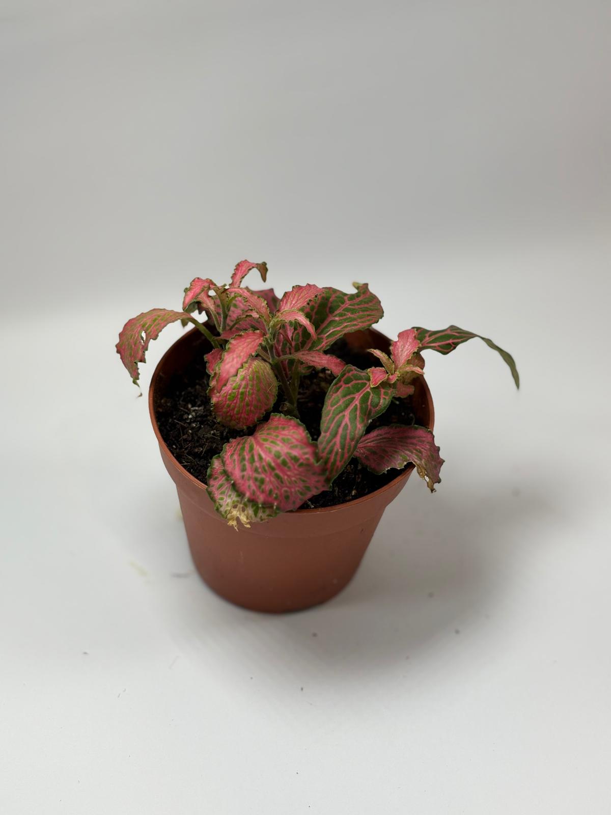 Fittonia verschaffeltii 'Forest Flame' 3 Fittonia verschaffeltii 'Forest Flame' - Imagen 3