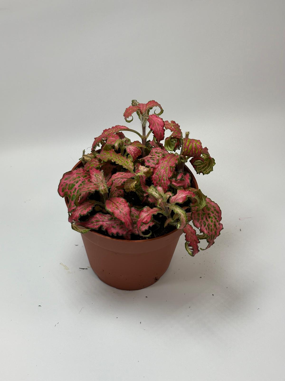 Fittonia verschaffeltii 'Forest Flame' 4 Fittonia verschaffeltii 'Forest Flame' - Imagen 4