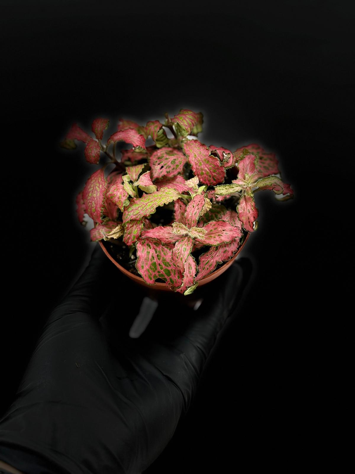 Fittonia verschaffeltii 'Forest Flame' 5 Fittonia verschaffeltii 'Forest Flame' - Imagen 5