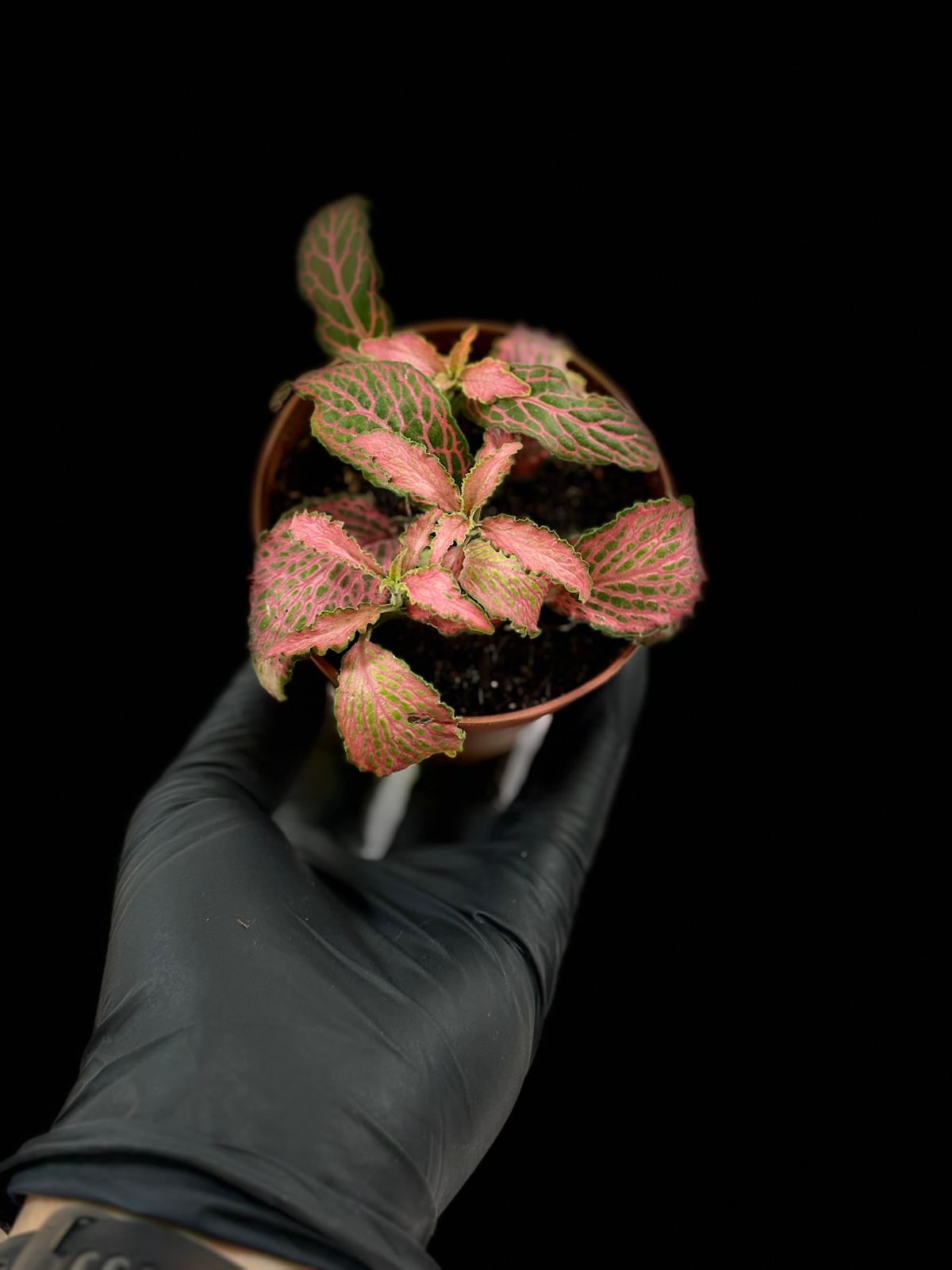 Fittonia verschaffeltii 'Forest Flame' 6 Fittonia verschaffeltii 'Forest Flame' - Imagen 6