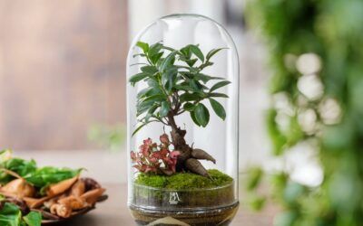Jardines Eternos siempre verdes: Así Vivimos los Talleres con el Ayuntamiento de Illescas