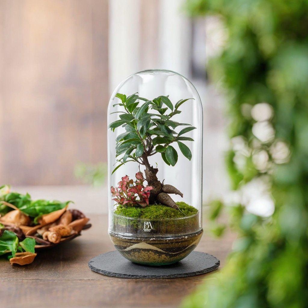 🪴Terrario de Plantas en Madrid | Tienda Nº1 en Terrarios Eternos con 5 Estrellas 1 Terrario Hana sobre mesa