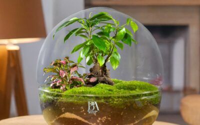 Recipientes de cristal para terrarios