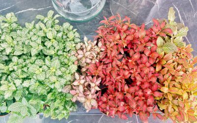 Plantas ideales para jardines eternos: top especies y cuidados