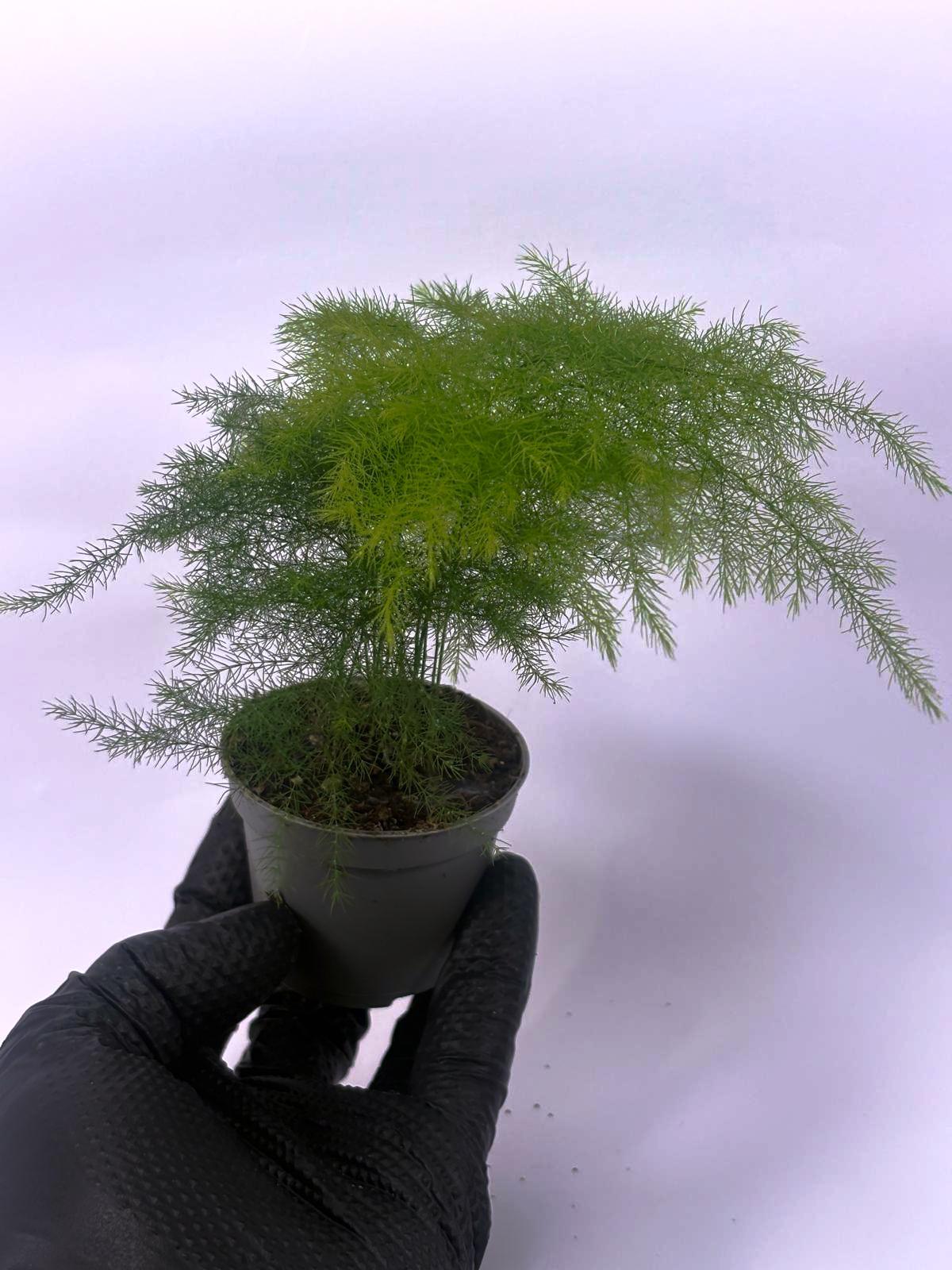 Mini Esparraguera Plumosa M6 2 Mini Esparraguera Plumosa M6 - Imagen 2
