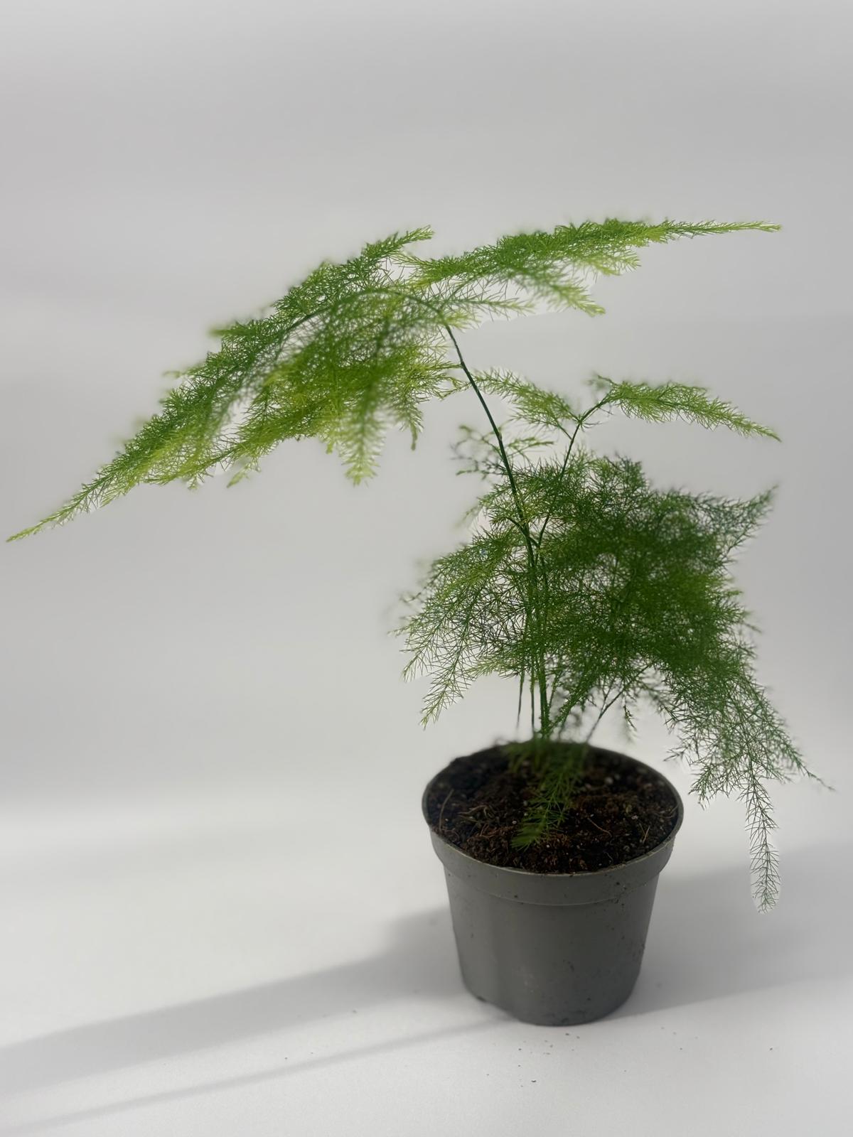 Mini Esparraguera Plumosa M6 3 Mini Esparraguera Plumosa M6 - Imagen 3