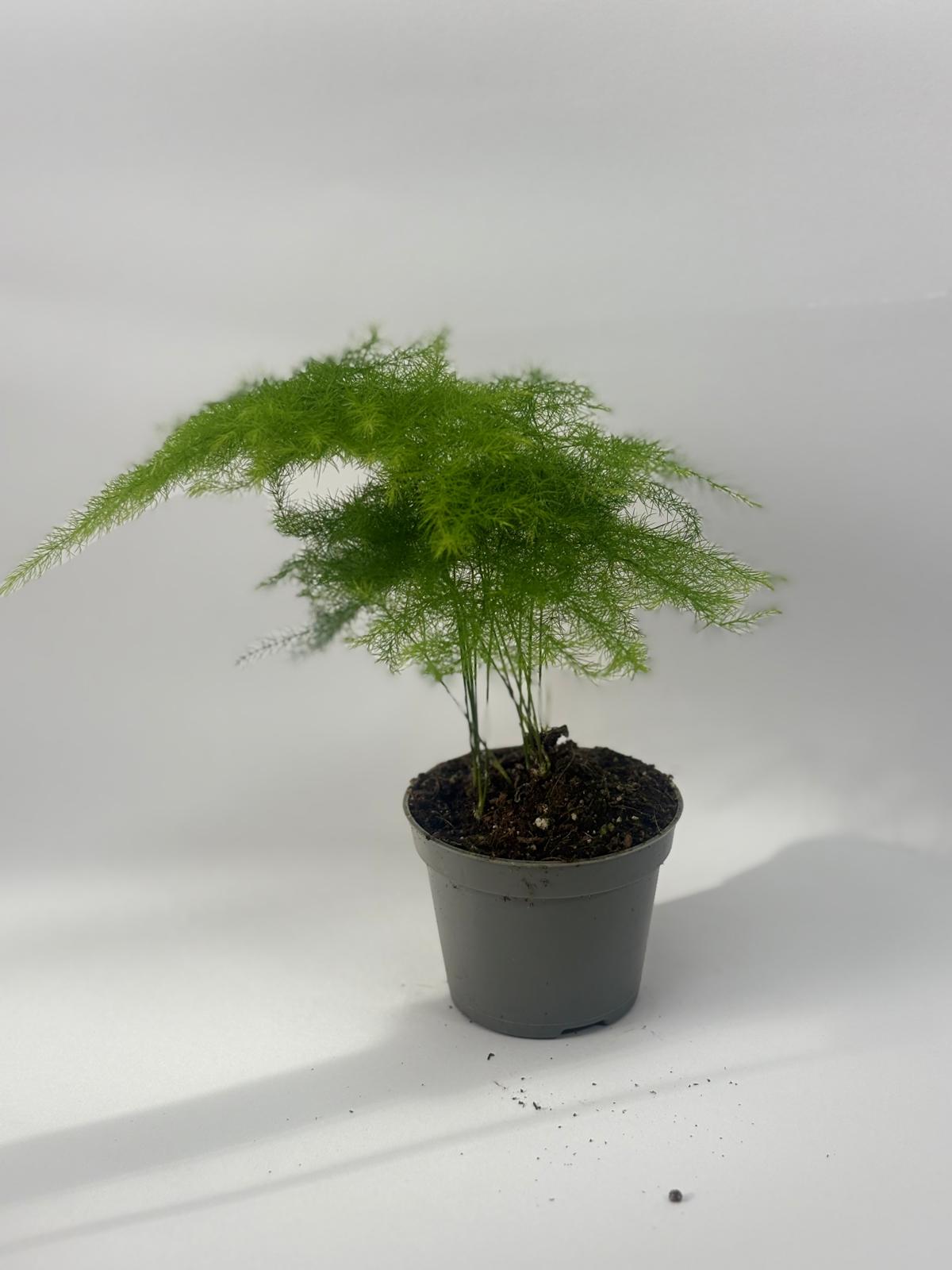 Mini Esparraguera Plumosa M6 4 Mini Esparraguera Plumosa M6 - Imagen 4