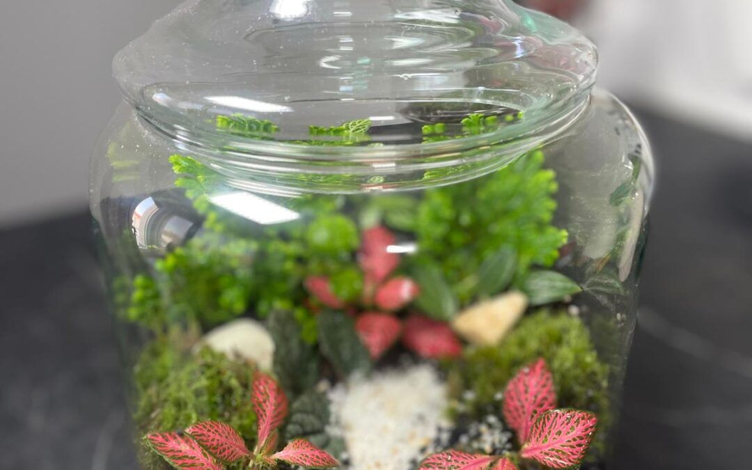 🪴Terrario de Plantas en Madrid | Tienda Nº1 en Terrarios Eternos con 5 Estrellas