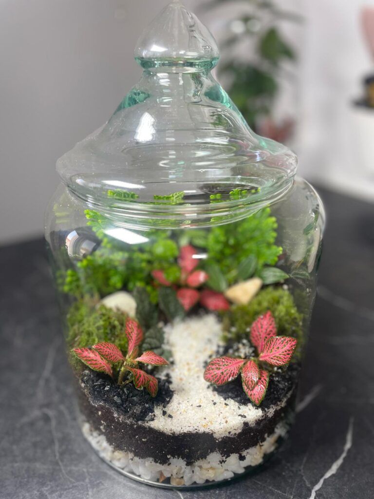 🪴Terrario de Plantas en Madrid | Tienda Nº1 en Terrarios Eternos con 5 Estrellas 2 Terrario personalizado